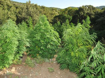 22 δενδρύλλια στη Σπάρτη